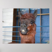 Poster Drôle Llama (Devant)