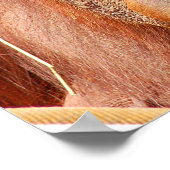 Poster Drôle orangoutan calme (Coin)