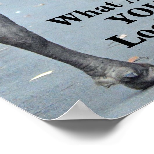 Poster Drôle Que Regarde-Tu ? Bull Bison (Coin)