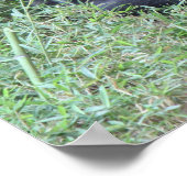 Poster drôle Yoga Gorilla (16x20) (Coin)