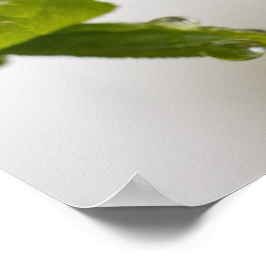 Poster Droplet de pluie (Matte) (Coin)