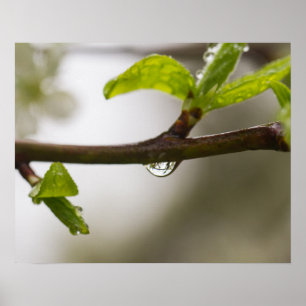 Poster Droplet de pluie (Matte)