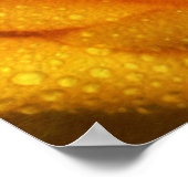 Poster Droplets d'eau sur Elegant Rose Jaune (Coin)