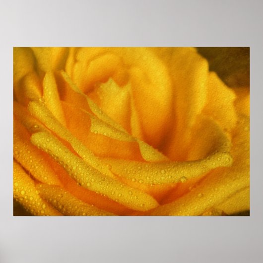 Poster Droplets d'eau sur Elegant Rose Jaune (Devant)