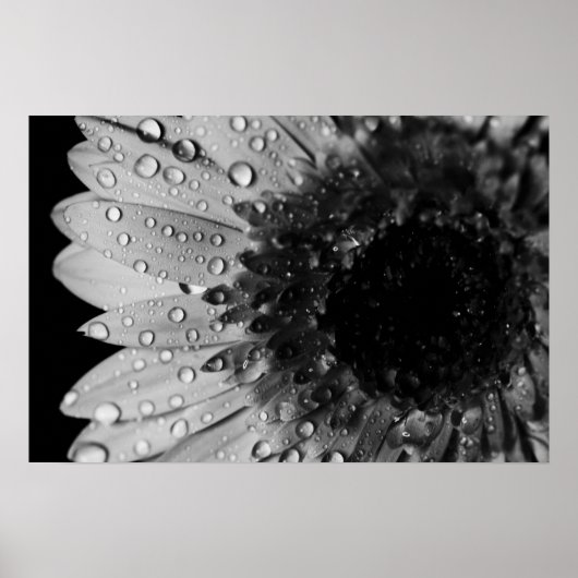 Poster Droplets marguerriers (noir et blanc) (Devant)