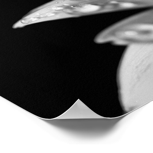 Poster Droplets (noir et blanc) (Coin)