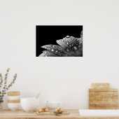 Poster Droplets (noir et blanc) (Cuisine)