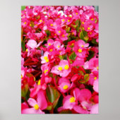 Poster Droplets Roses Du Printemps, Begonia, (Devant)