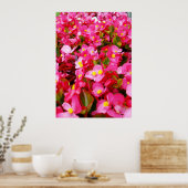 Poster Droplets Roses Du Printemps, Begonia, (Cuisine)
