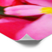 Poster Droplets Roses Du Printemps, Begonia, (Coin)