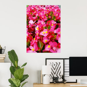 Poster Droplets Roses Du Printemps, Begonia,