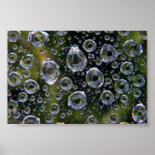 Poster Droplets Spiderweb (Devant)