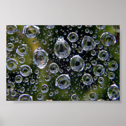 Poster Droplets Spiderweb (Devant)
