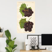 Poster druiven (Thuiskantoor)