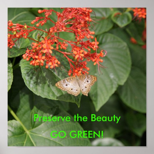 Poster DSC00433, Préserver la Beauté, DEVENEZ ÉCOLO ! (Devant)
