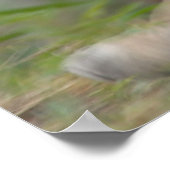 Poster DSC_0254, photo de PAUL GAVIN (Coin)