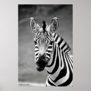 POSTER DSC_8249, Zebra-glimlach