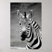 POSTER DSC_8249, Zebra Smile (Devant)