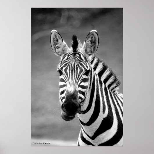 POSTER DSC_8249, Zebra Smile (Devant)