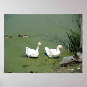 Poster du 4 mars (60)