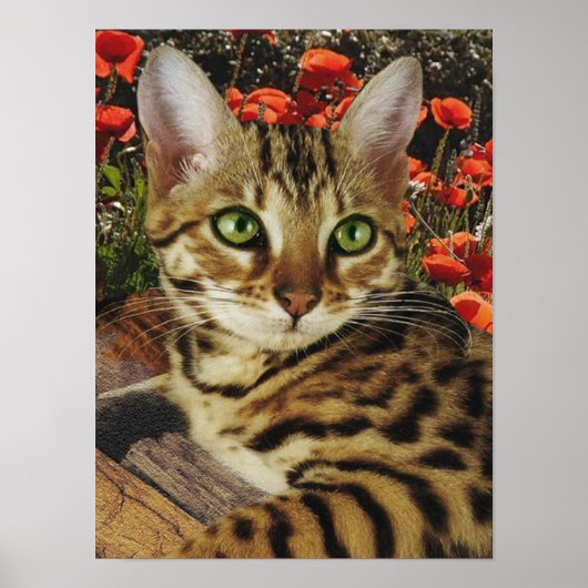 Poster du Bengale (Devant)