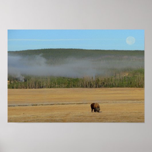 Poster du bison de Yellowstone (Devant)