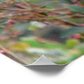 Poster du Bluebird de printemps (Coin)