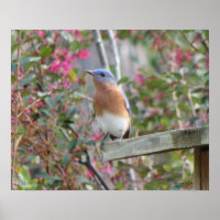 Poster du Bluebird de printemps