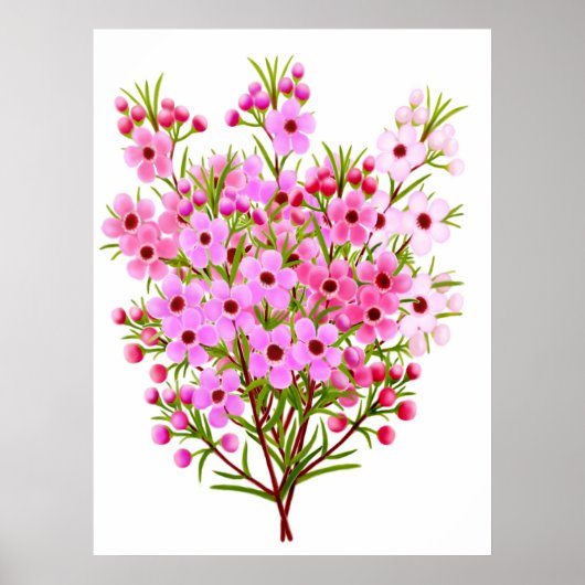 Poster du Bouquet australien de Waxflower (Devant)