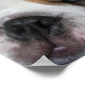 Poster du Buldog au sommeil (Coin)