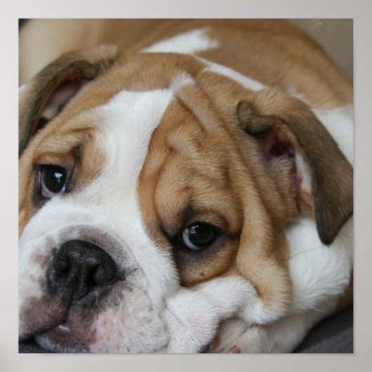 Poster du Buldog au sommeil (Devant)