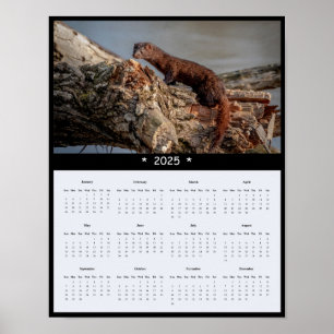 Poster du calendrier de l'American Mink 2025