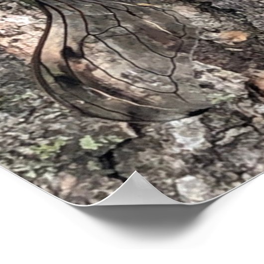 Poster du Canada (Coin)