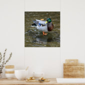 Poster du canard de Mallard de Clear Creek (Cuisine)