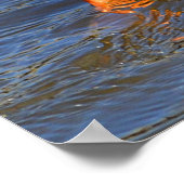 Poster du canard de plongée (Coin)