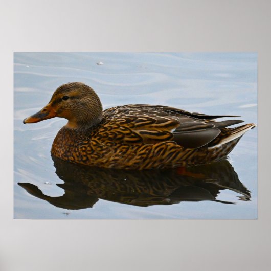 Poster du canard Mallard (Devant)