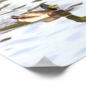 Poster du canard Mallard (Coin)