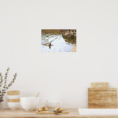 Poster du canard Mallard (Cuisine)