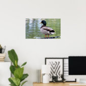 Poster du canard Mallard (Bureau à domicile)
