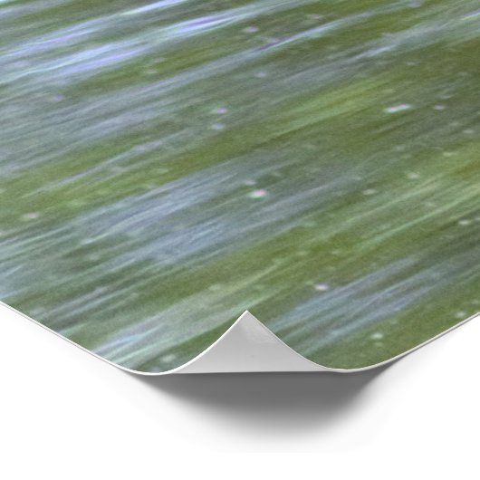 Poster du canard Mallard (Coin)