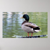 Poster du canard Mallard (Devant)