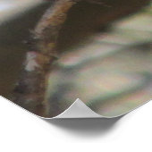 Poster du cardinal (Coin)