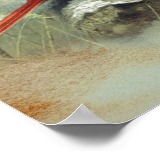 Poster du cardinal (Coin)