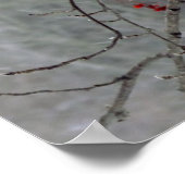 Poster du cardinal (Coin)