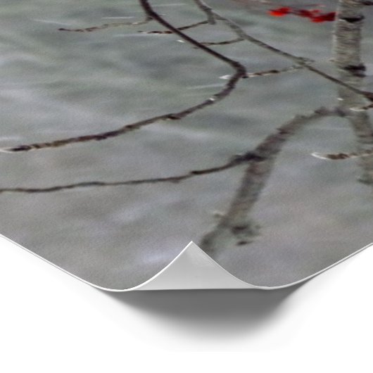 Poster du cardinal (Coin)