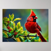 Poster du Cardinal du Nord (Devant)