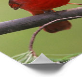 Poster du Cardinal du Nord (Coin)