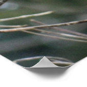 Poster du cardinal royal rouge 24x24 (Coin)