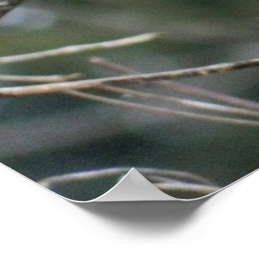 Poster du cardinal royal rouge 24x24 (Coin)