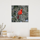 Poster du cardinal royal rouge 24x24 (Cuisine)